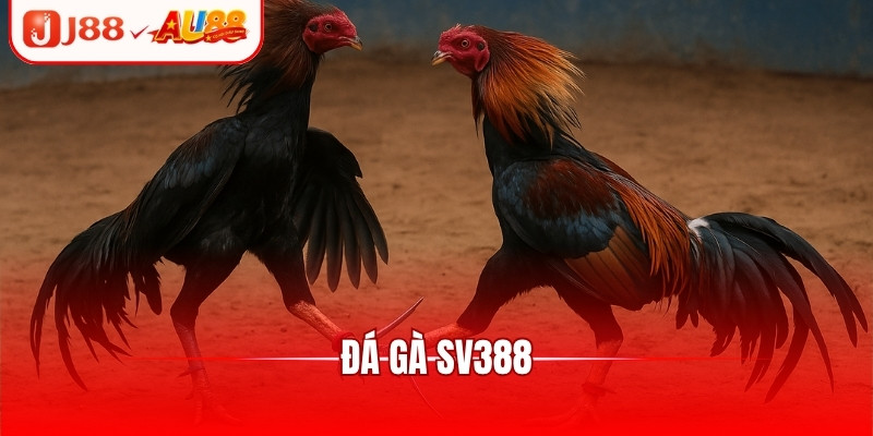 Đá Gà SV388 - Sảnh Chơi Kịch Tính, Cập Nhật Trận Đấu Hot